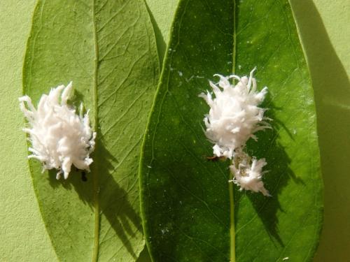 Azya sp.